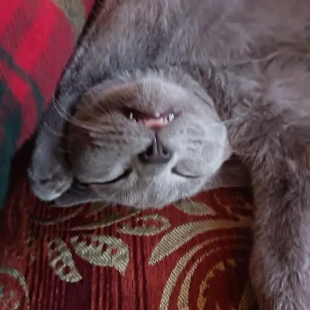 Des Chats