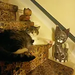 Des Chats
