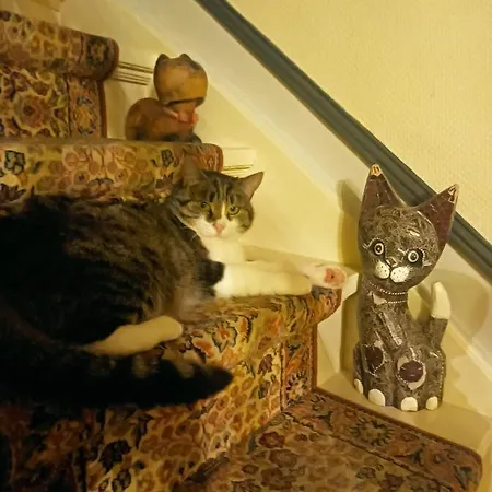 Des Chats