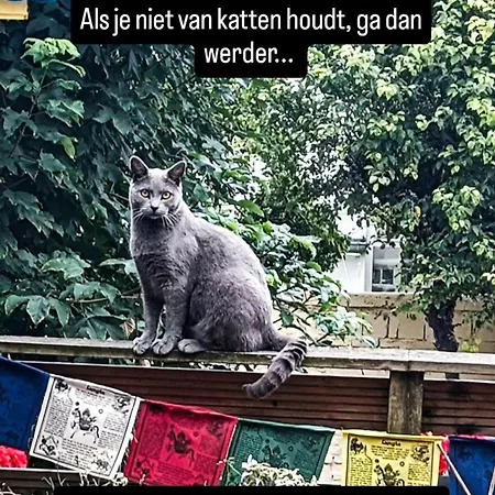Gæstehus Des Chats