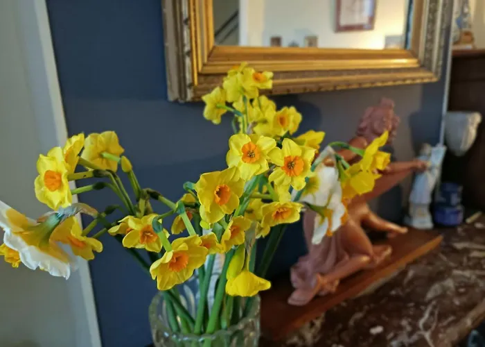 Des Chats Maison d'hôtes Calais