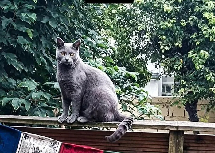 Maison d'hôtes Des Chats